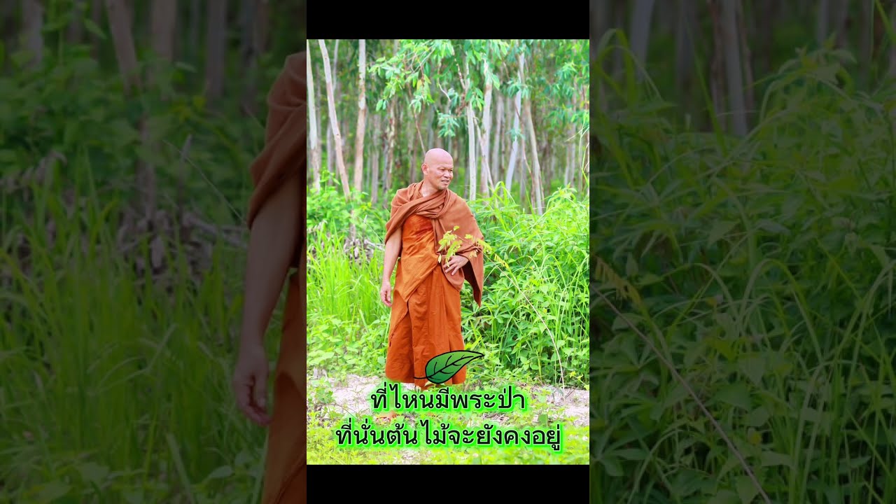 ที่ไหนมีพระป่า ที่นั้นต้นไม้จะยังคงอยู่ #ปลูกต้นไม้ #พระป่า #หลวงพ่อมานพ_พุทธครุโต #กรมป่าไม้ 