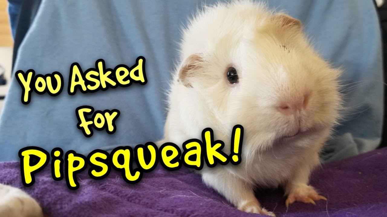 Guinea Pig Profile: Pipsqueak the Blind Abyssinian