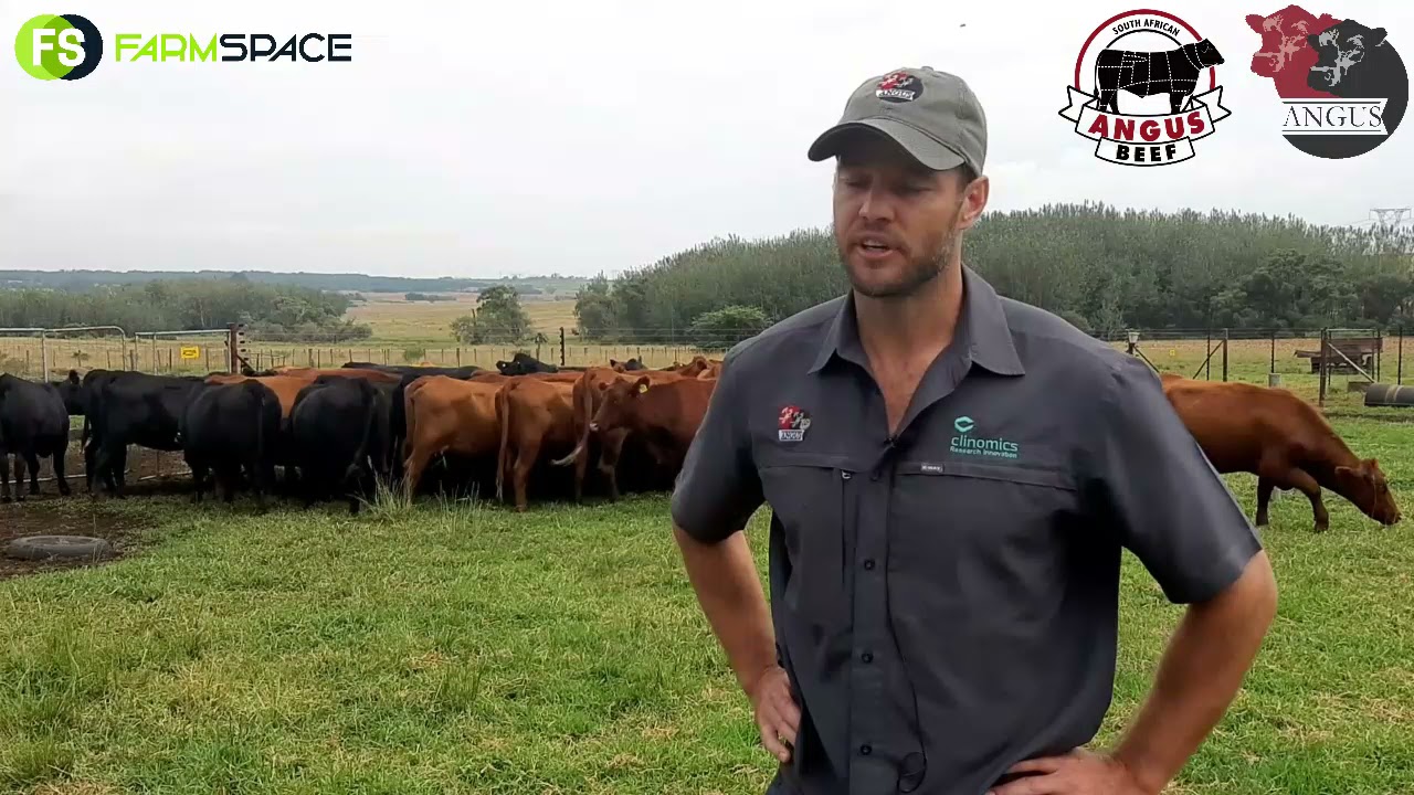 Danie Dames on what makes the Angus Breed so special.