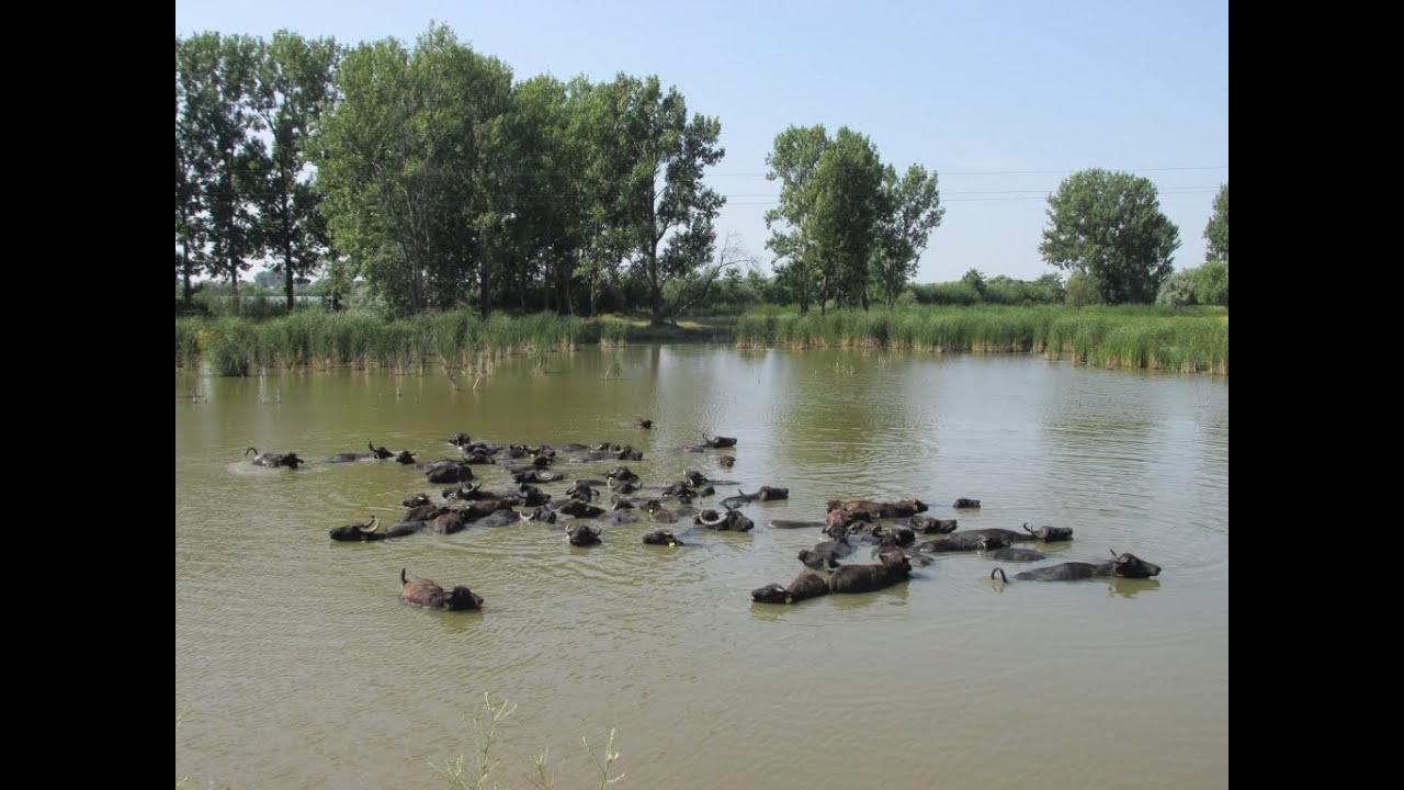 Szomor Ökofarm Apaj
