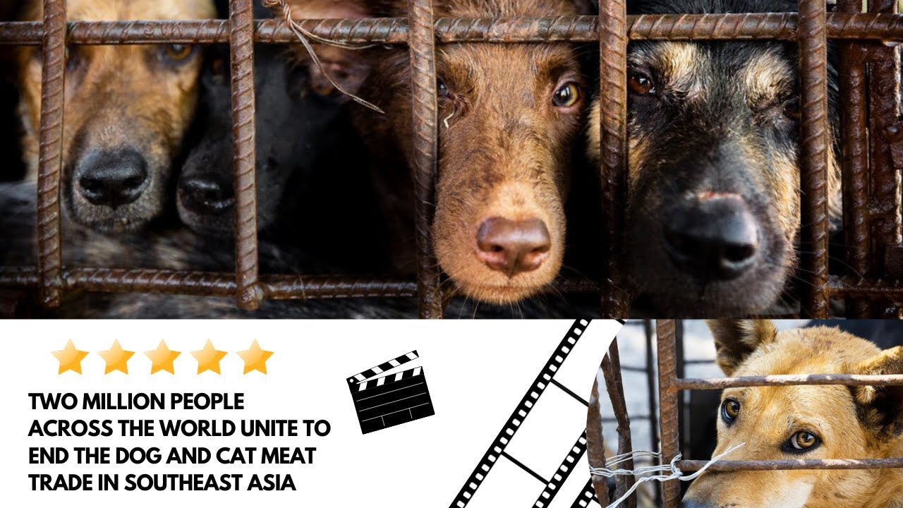 Two million people across the world unite to end the dog and cat meat trade in Southeast Asia