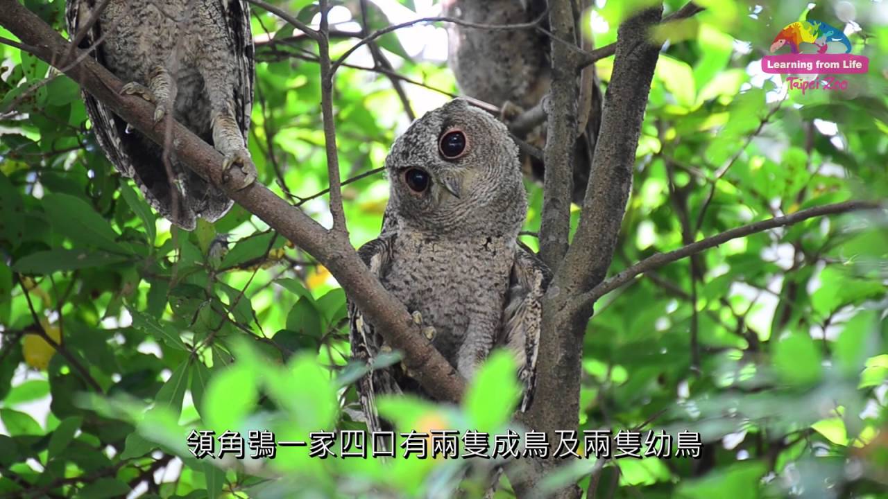 動物園上班超級浪漫 野生領角鴞窗外陪伴 A Romantic Owl Date (With English Subtitles)