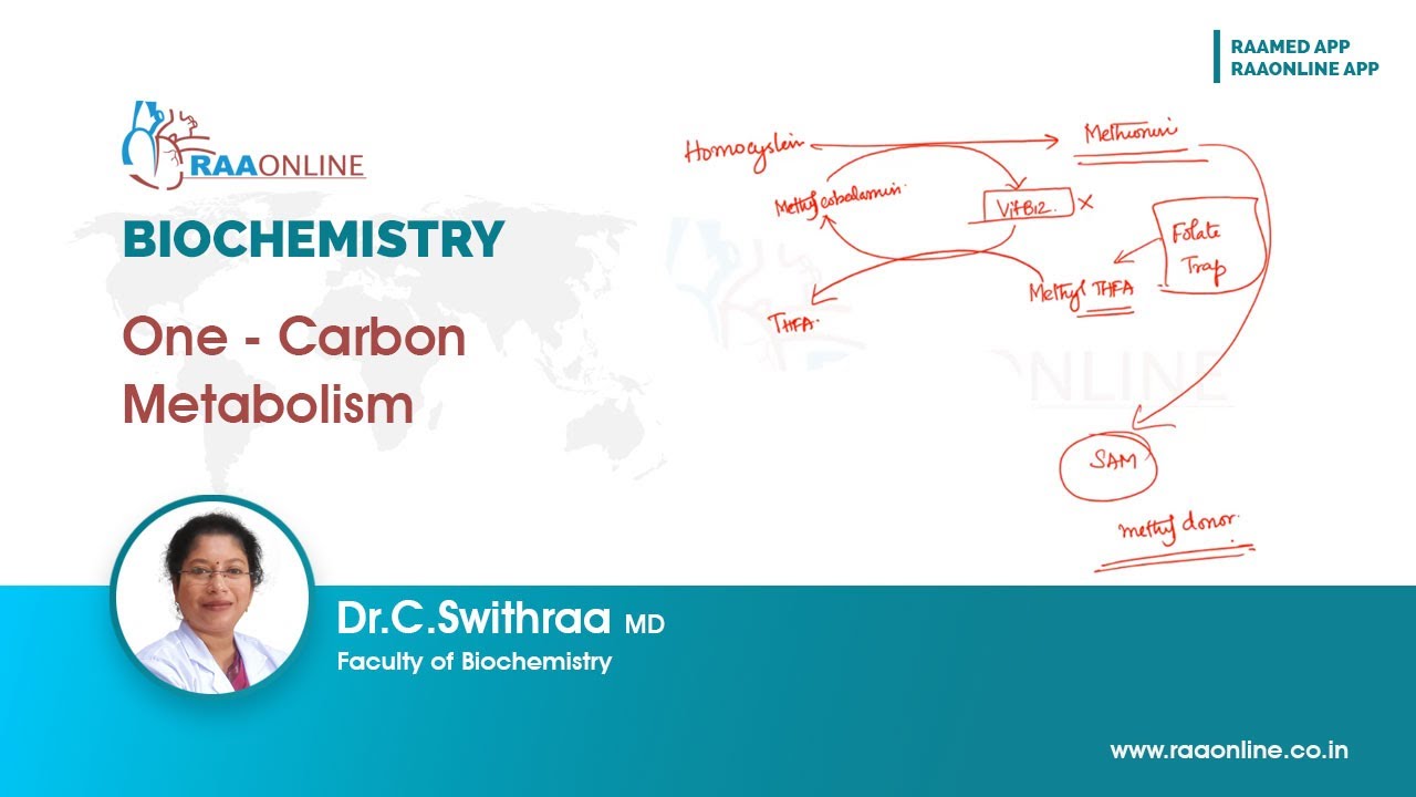 Один – Углеродный метаболизм