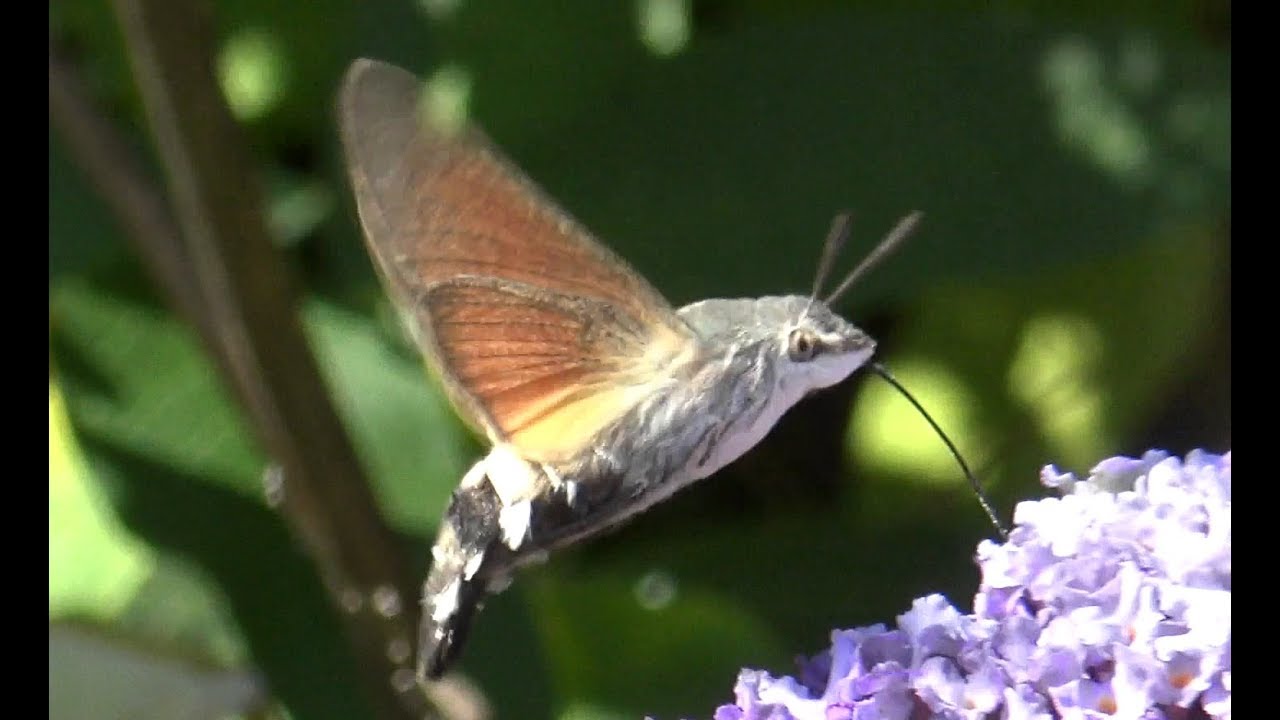 Mariposa esfinge colibrí (Macroglossum stellatarum)