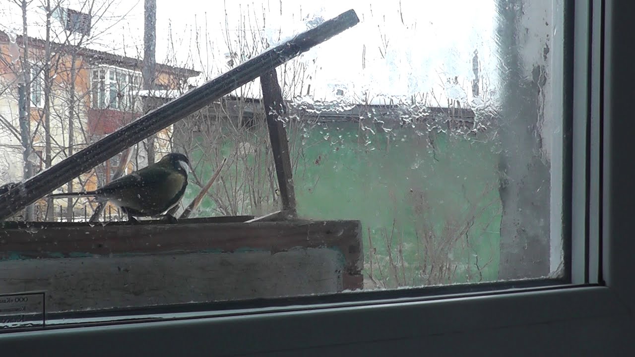 ЛОВЛЯ БОЛЬШОЙ СИНИЦЫ. ПЕВЧИЕ ПТИЦЫ НА УРАЛЕ