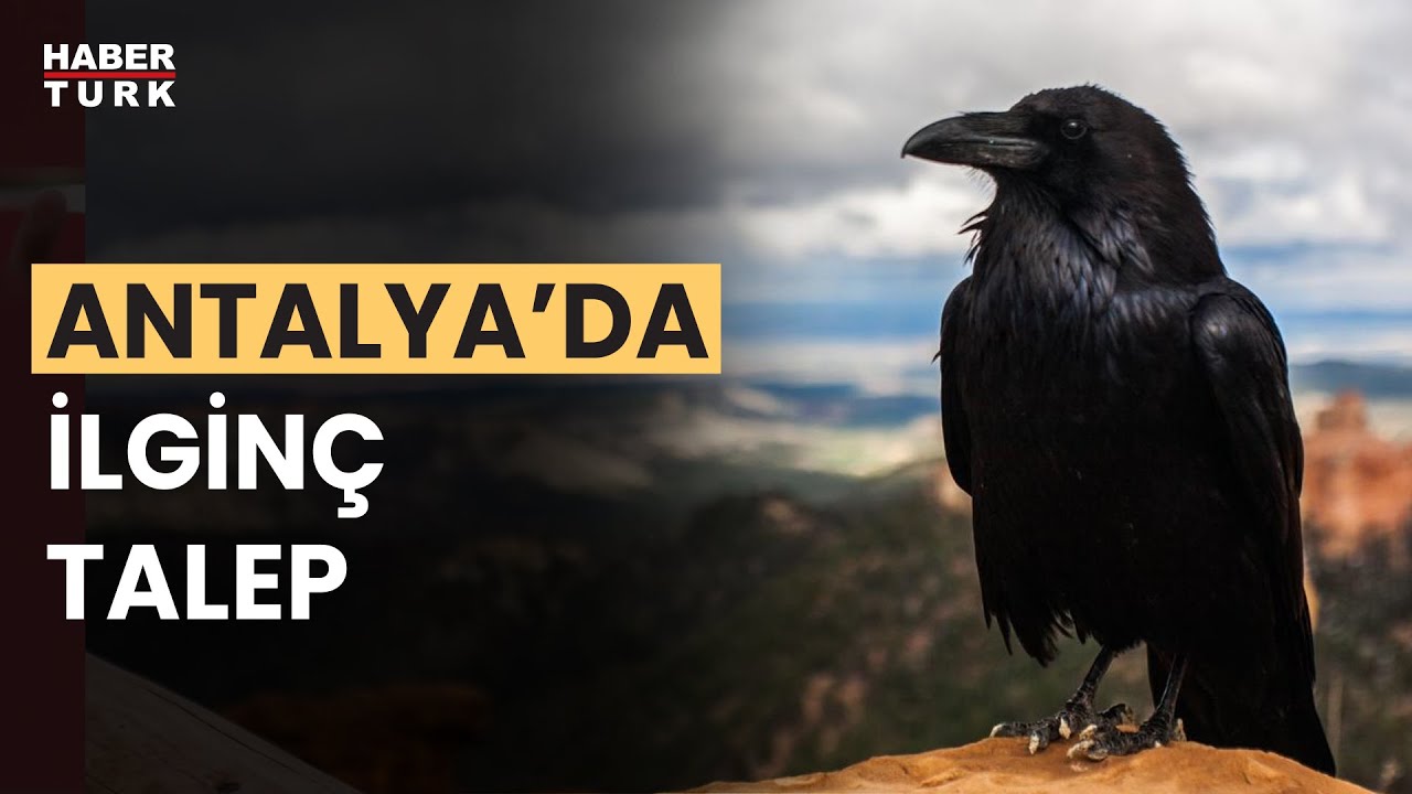 Antalya'da yaşayan yerleşik yabancılar kargaların sesinden şikayetçi
