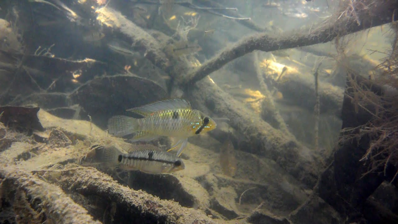 Small Cichlids and Tetras in a Pond in the Amazon Jungle