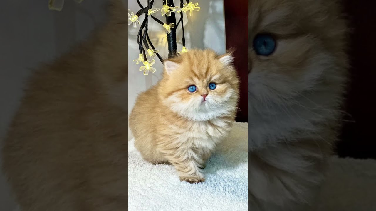 #cats #hdcatwallpapers🔥 subscribe channel ✨#catvideos #catlove 😺 comment me 💕
