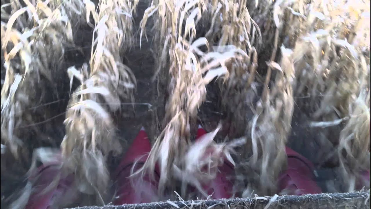 Kukurydza 2015 z CASE IH 5140 AXIAL-FLOW