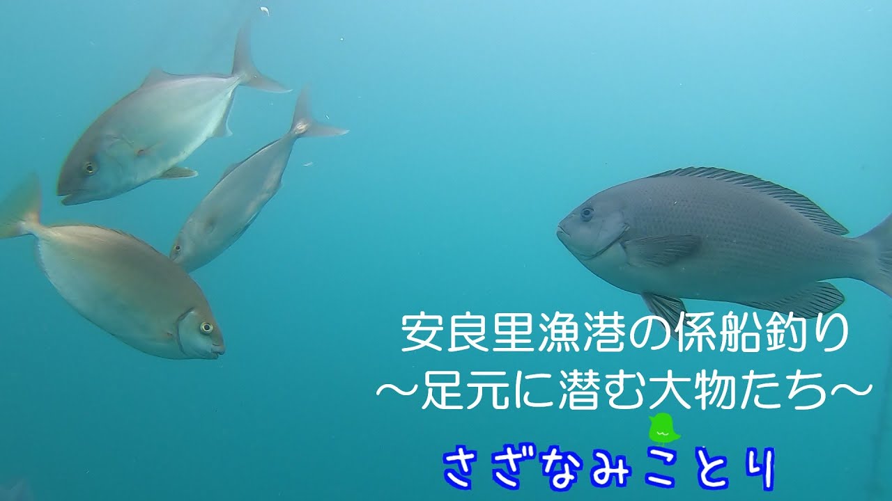 【水中映像】安良里漁港の係船釣り～足元に潜む大物～