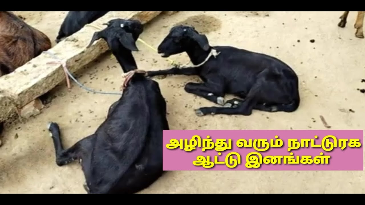 அரிதாக கானப்படும் பல்லை ஆடுகள் Pallai goats