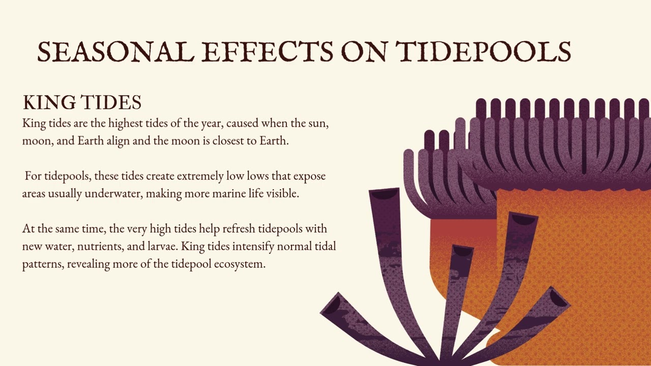 March 2026 Continued Education Tides & Tidepools