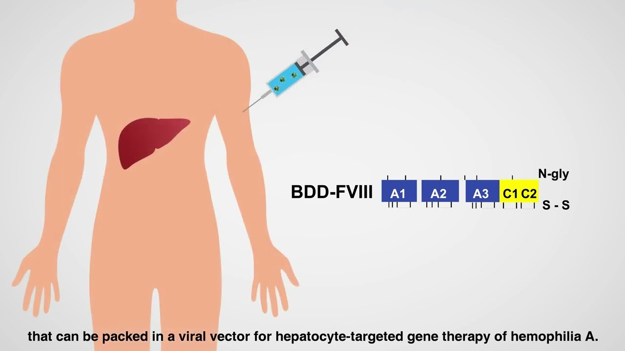 Ectopic clotting factor VIII expression and misfolding in heptocytes...