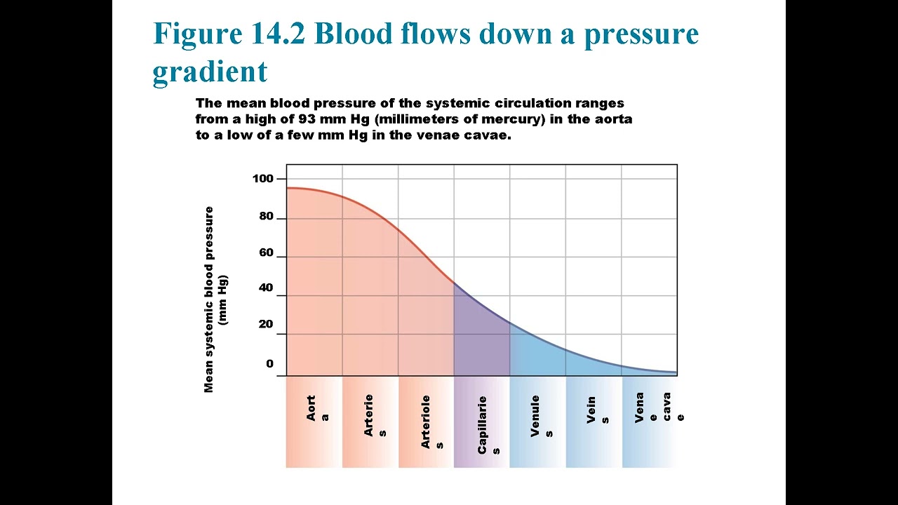Chapter 14 : Cardiovascular System Explained: Heart, Blood Flow, and Pressure Regulation