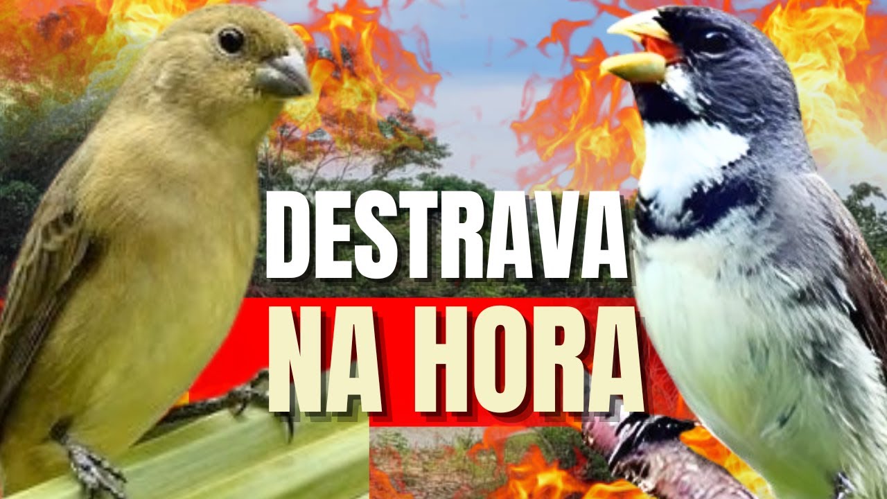 ESQUENTAR COLEIRO TUI TUI COM ESQUENTAR COLEIRO/ESQUENTAR COLEIRO TUI TUI/ESQUENTAR COLEIRO TUI TUI