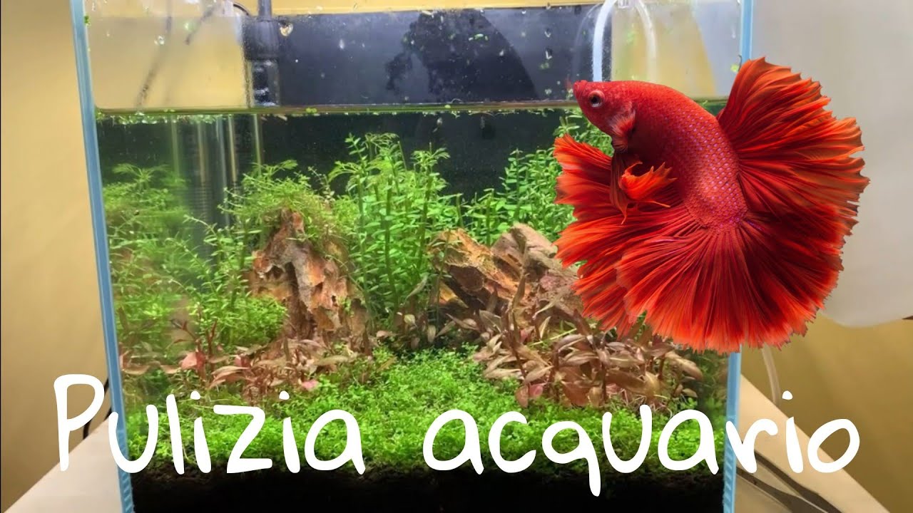 подмена воды и очистка тропического пресноводного аквариума