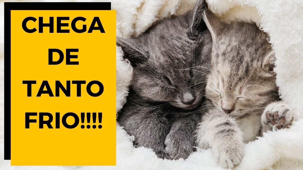 ✅ Como MELHOR AQUECER GATINHO recém-nascido. [ VERÃO ou INVERNO ] 😺