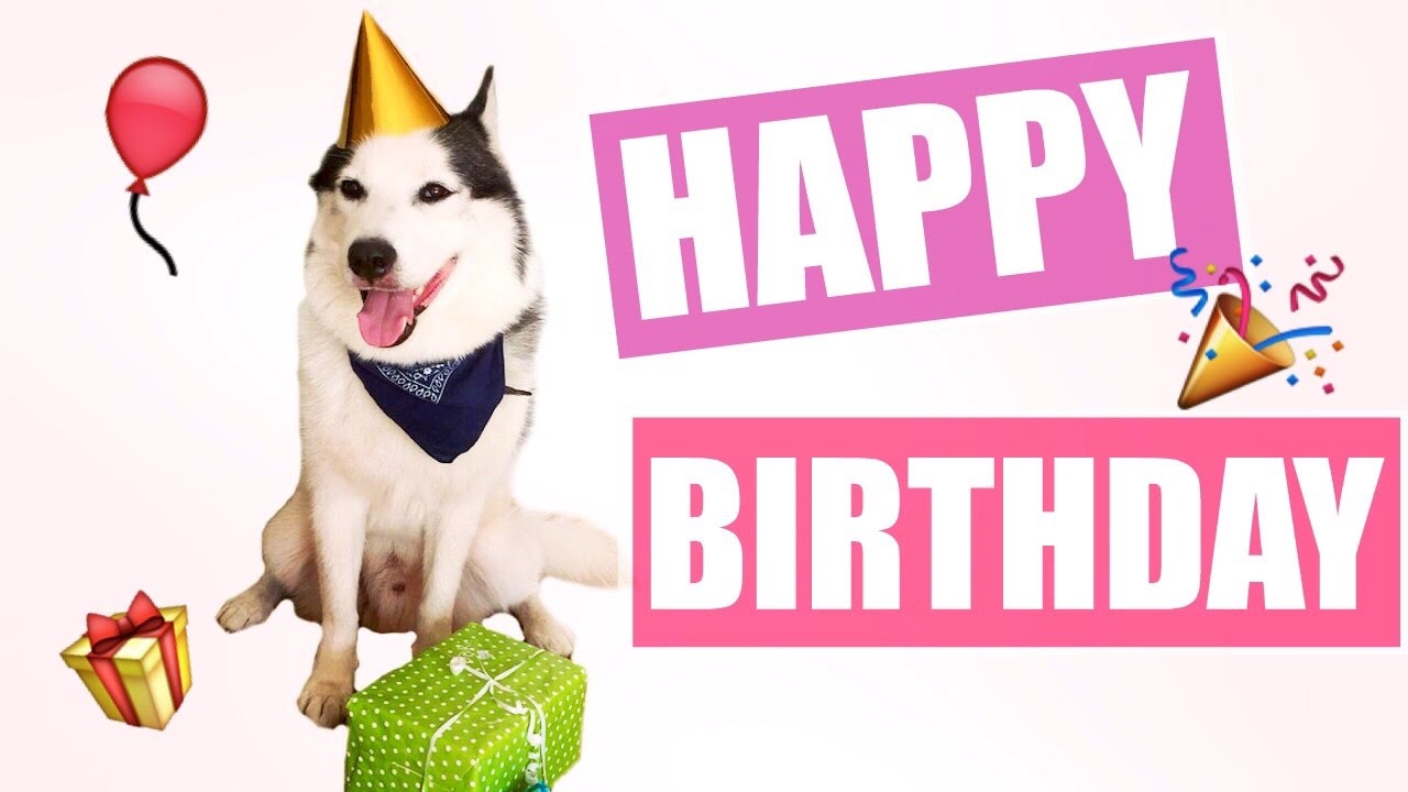 HAPPY BIRTHDAY HUSKY NANUK! Nanuks Geburtstag + Geschenke auspacken