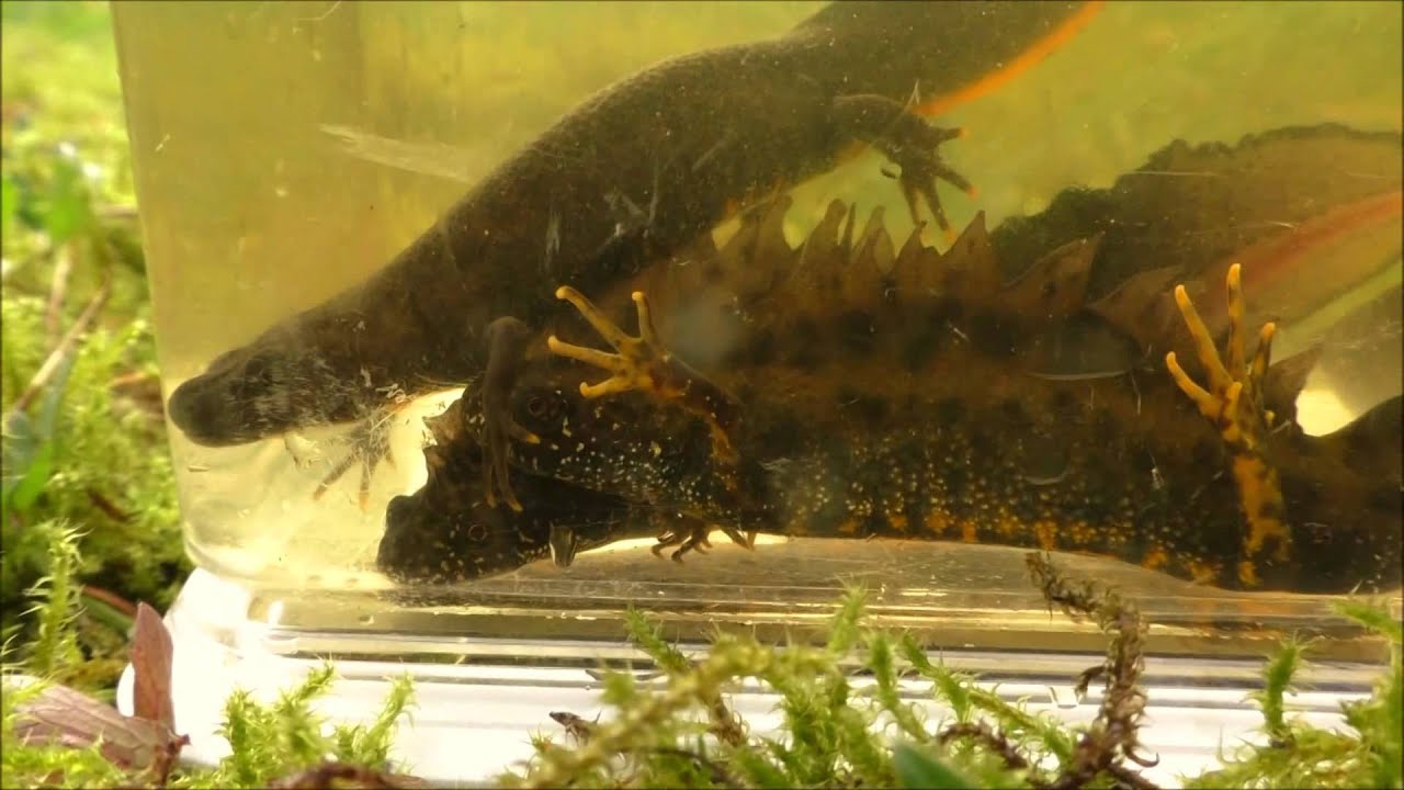 Great Crested Newt Males & Females ~ Herping The Netherlands / Kamsalamander Mannetjes & Vrouwtjes