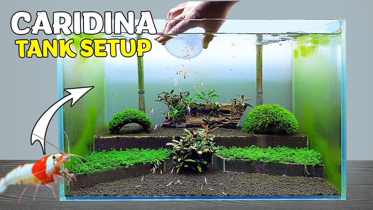 Shrimp Tank Setup for Caridina Crystal Red Shrimp (Step By Step 12 Weeks Cycle)