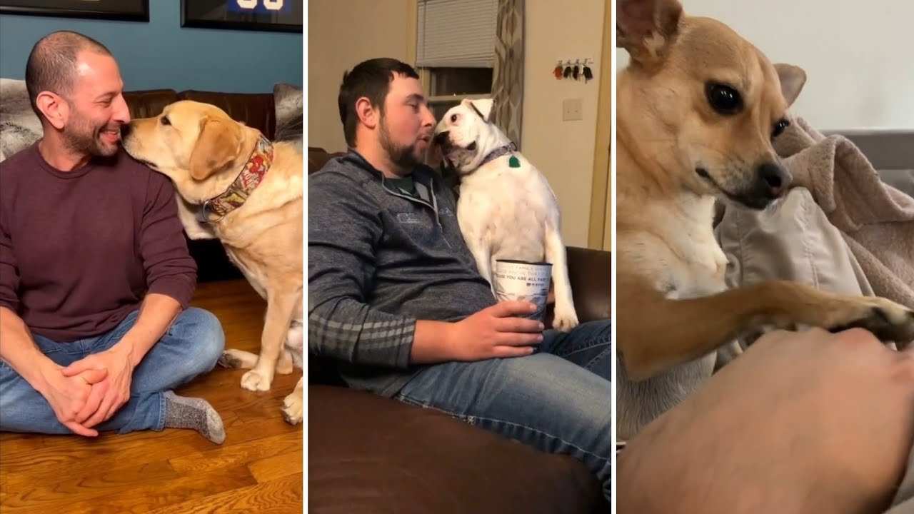 Os DOGUINHOS mais FOFOS querendo atenção  | Animais Fofos