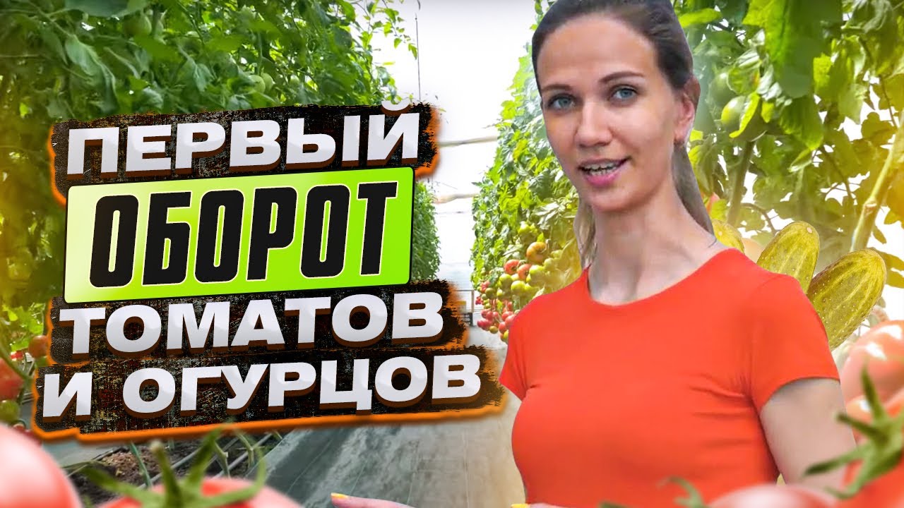 ПЕРВЫЙ ОБОРОТ ТОМАТОВ И ОГУРЦОВ в демонстрационных теплицах ТД Киссон.