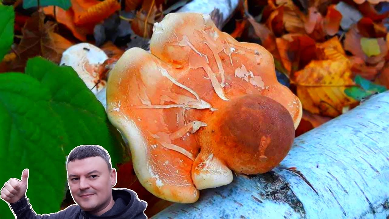 Brezova guba - Protiv Tumora - Fomitopsis Betulina - Piptoporus Betulinus