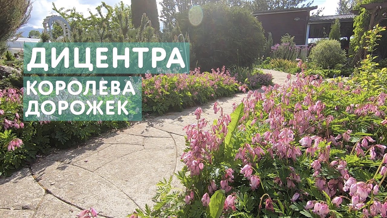 Дицентра — по-настоящему великолепная и изящная. Ей стоит найти место в любом саду.