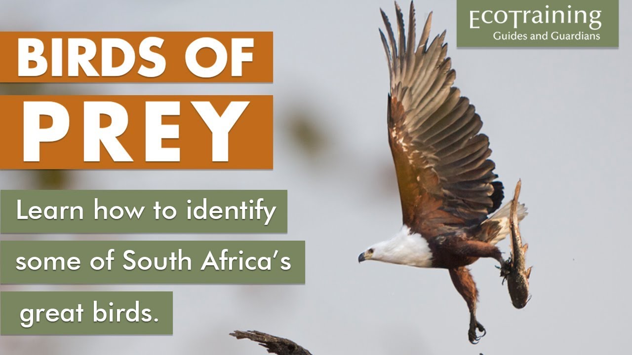 Birds of Prey | Learn how to identify them