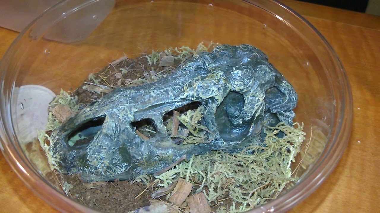 A tarantula feeding video with CRICKETS!!!!!!!!