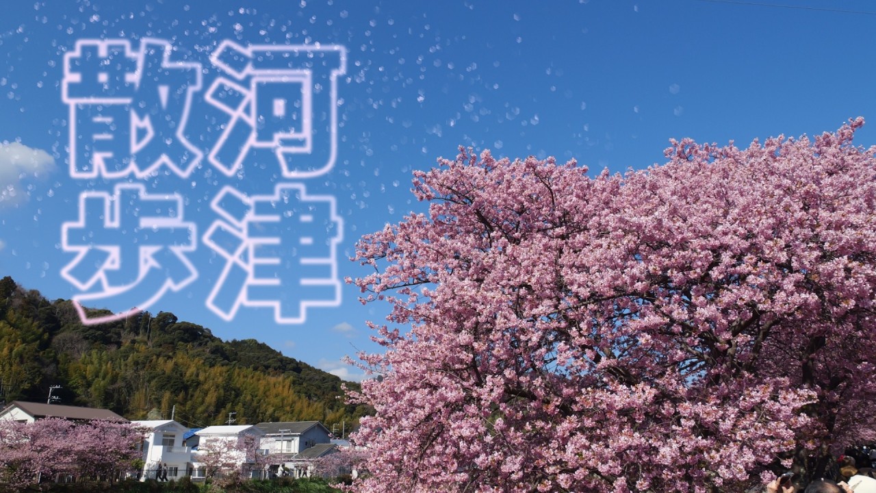 河津さんぽ 満開の早咲き河津桜