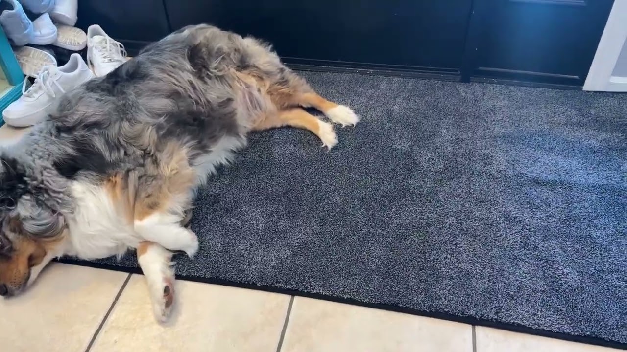 PURRUGS Dirt Trapping Door Mat Review | Best Rug for Muddy Paws
