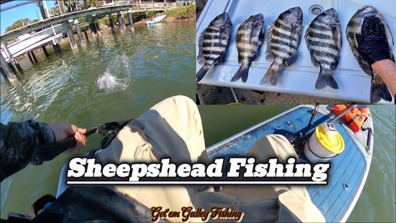 Action Packed Sheepshead Fishing In Tampa Bay Area