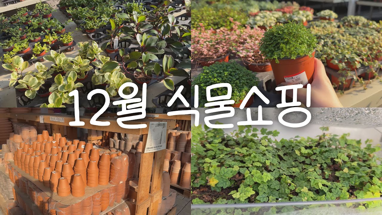 12월 식물쇼핑🛒 | 생각보다 따뜻한12월❤️ | 크리스마스 식물추천🎁 | 겨울에도 식쇼핑은 계속된다 | 겨울 식물 준비🧤 | 초보 꽃·식물 추천 | 초보식집사🌱