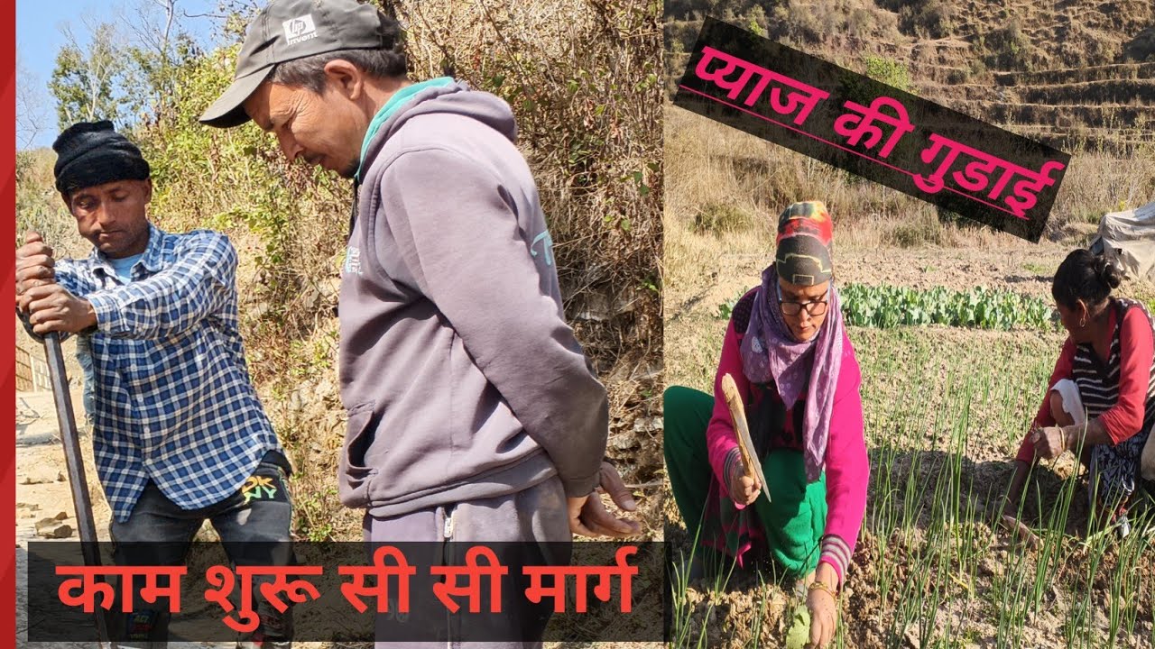 #घर से निकलते ही #भाई ग्रुप #का काम🤩🤩प्याज की गुडाई तक 🌿🌿🌿