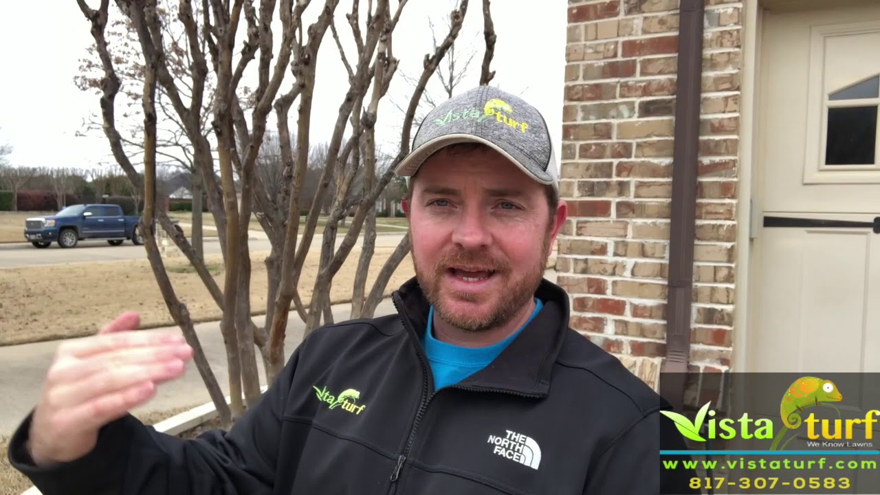 How to trim your crape myrtles...
