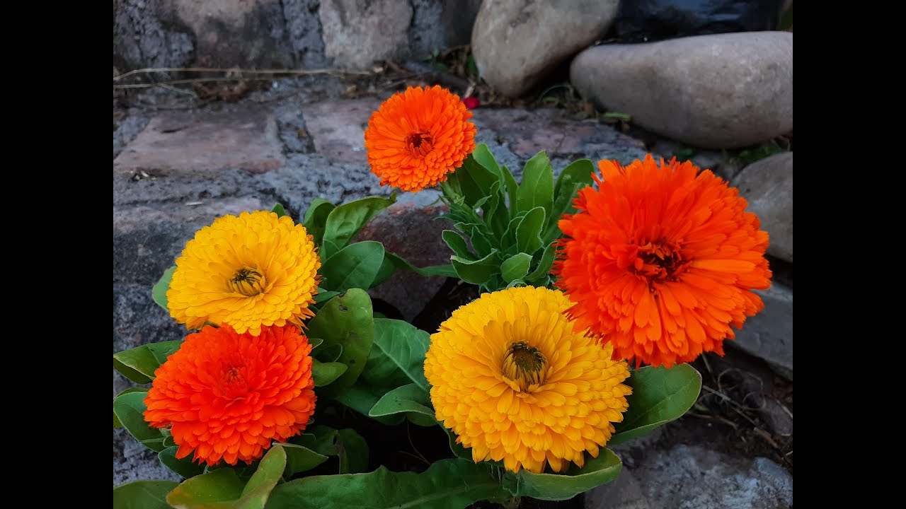 Cuidados de la Caléndula / Maravilla / Calendula officinalis / Botón de oro / Gauchas / Mercadela