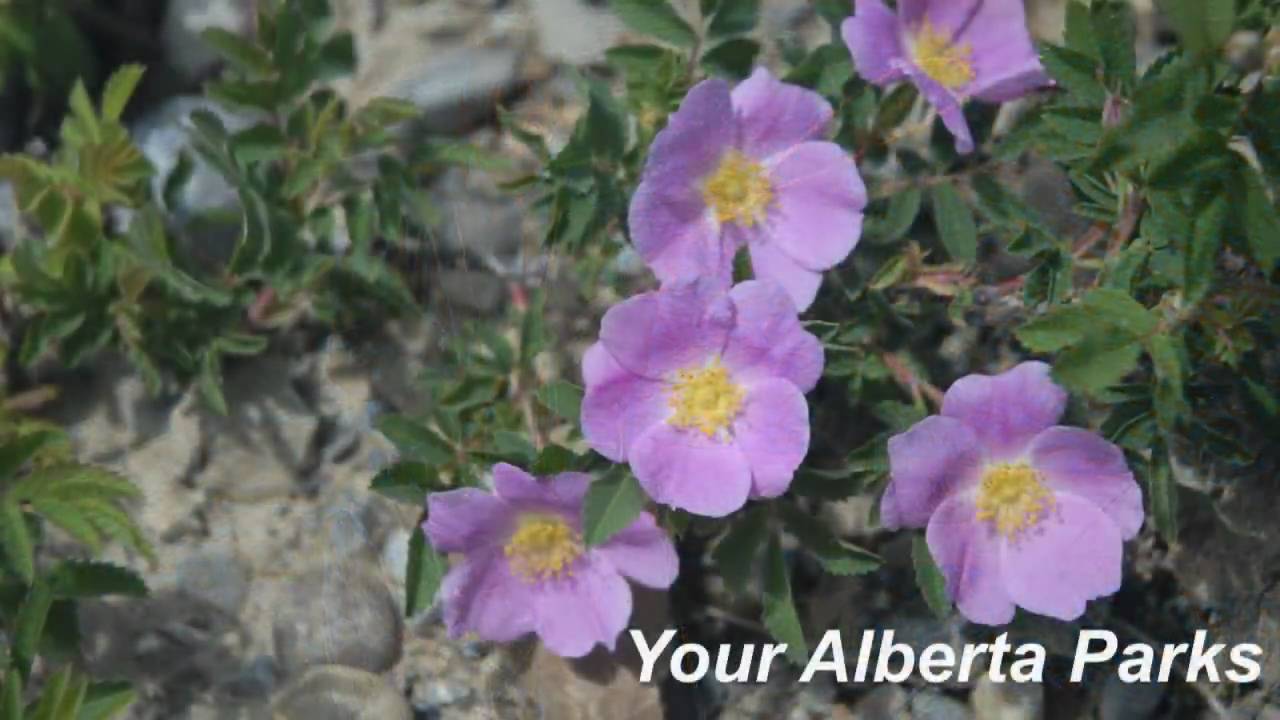 Alberta Parks - Plan for Parks Slideshow