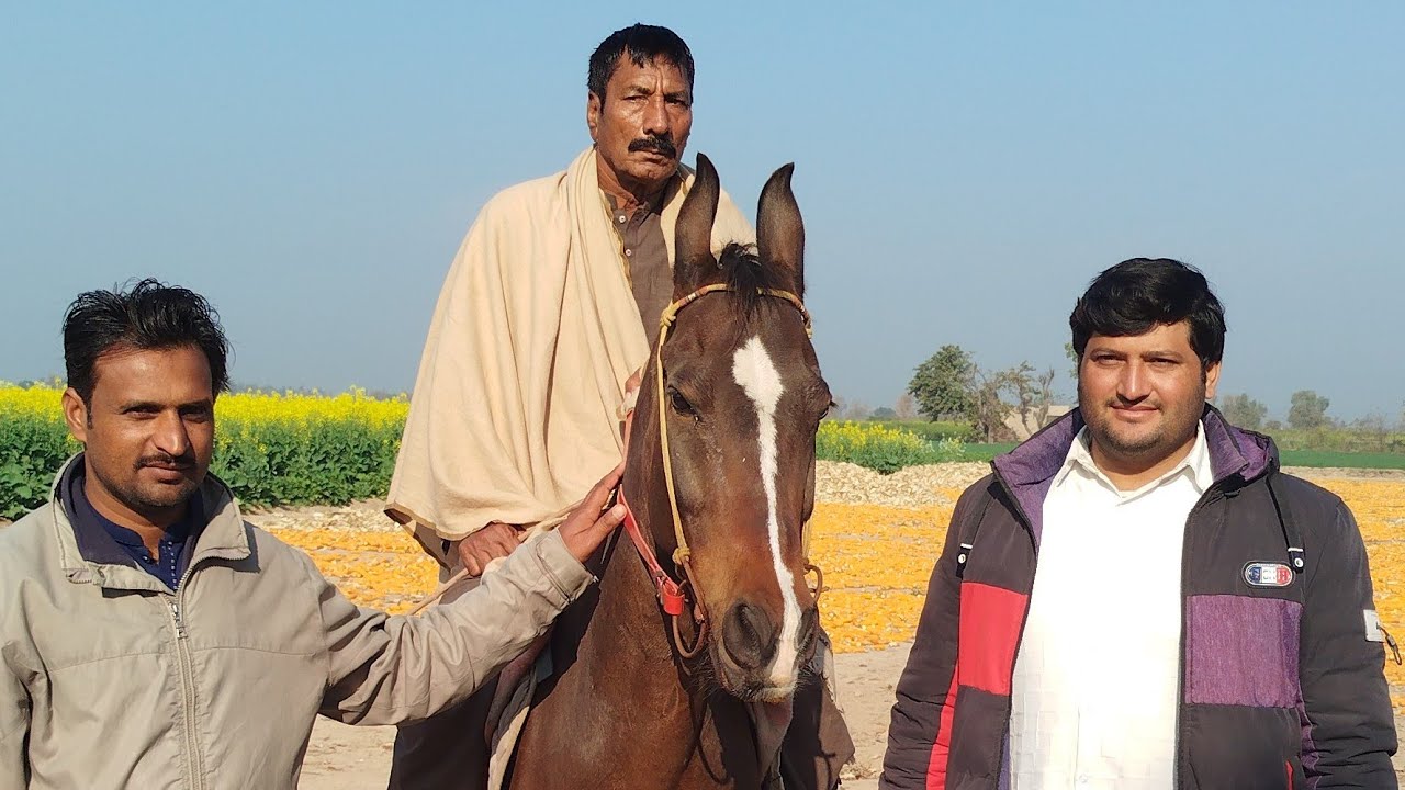 Ghode ke Banda naksha ustad Rao Sahab ne bataya bhai Afzal