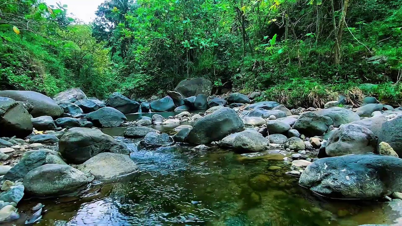 Forest River Calm Water Flow, Mountain Stream Sounds, Sleeping