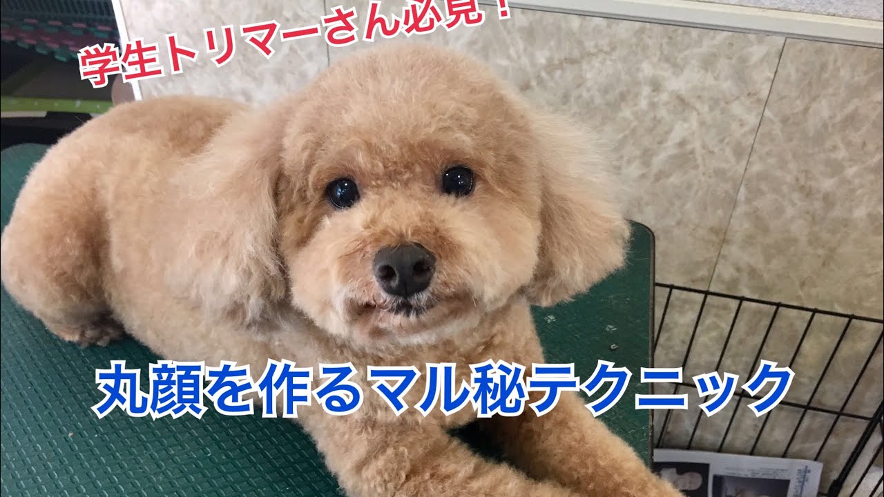 学生トリマーさん必見！丸顔カットテクニック