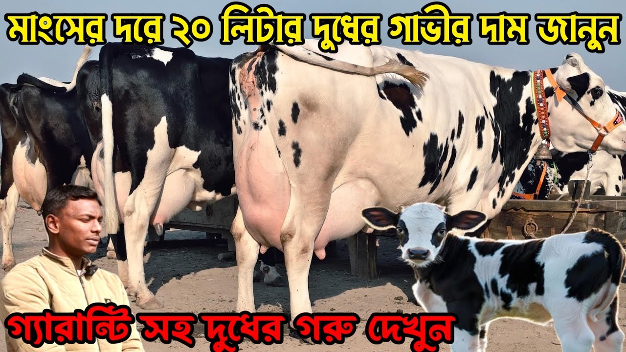 মাংসের দরে ২০ লিটার দুধের গাভীর দাম জানুন। গ্যারান্টি সহ দুধের গরু দেখুন। রকিব ডেইরী ফার্ম