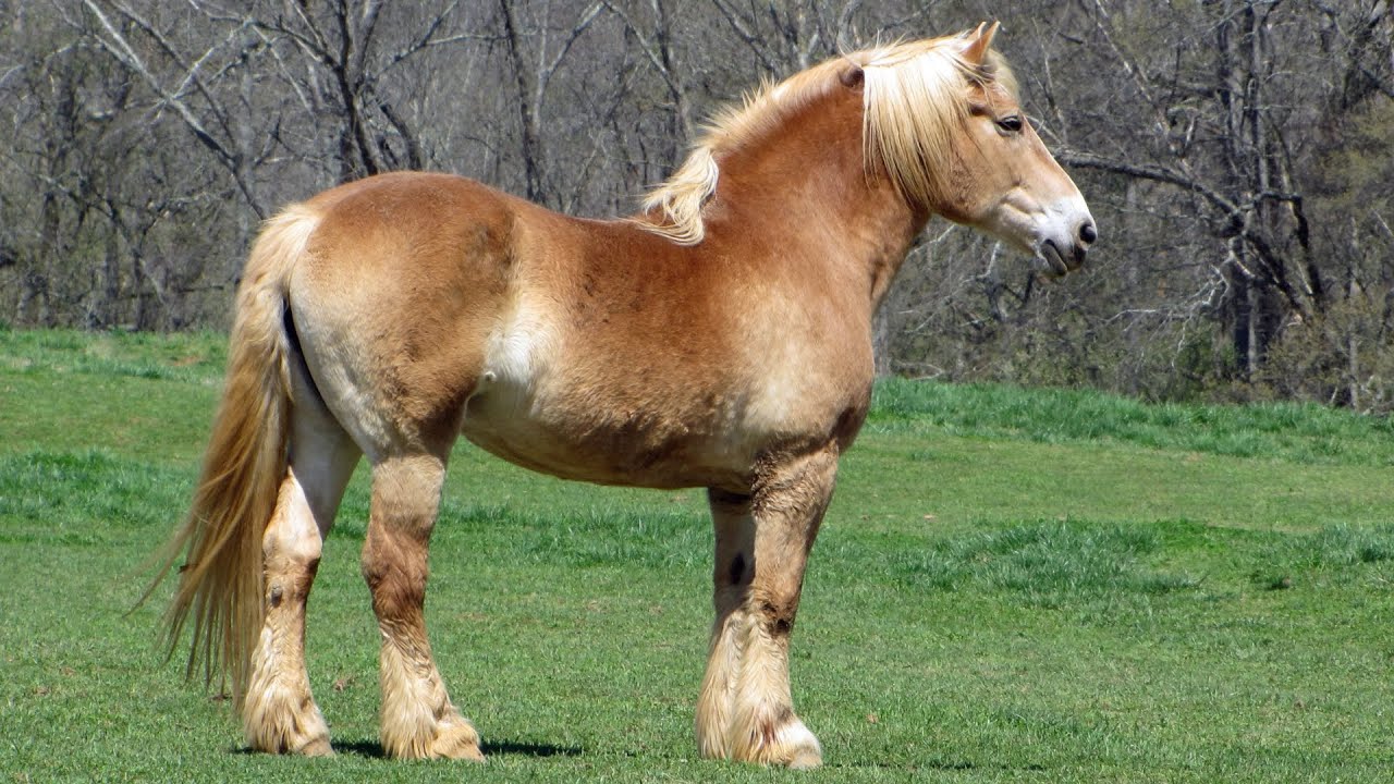 Belgian Horses | Versatile Power House