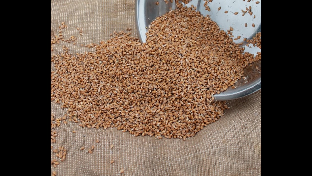 Старинный способ проращивания зерна для кур несушек.