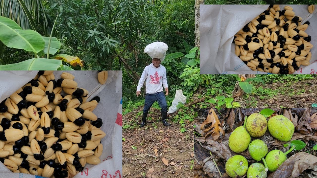 Looking ackee and breadfruit for my subscriber