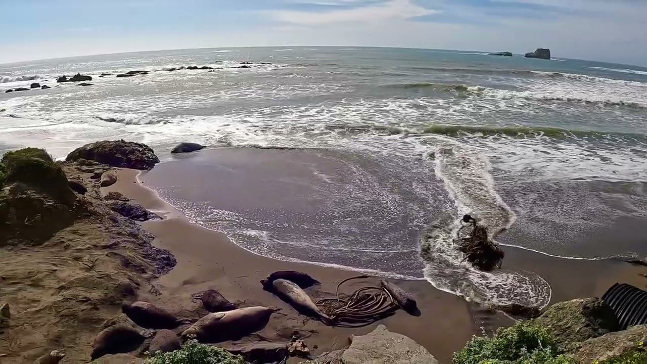 San Simeon Elephant Seal Colony