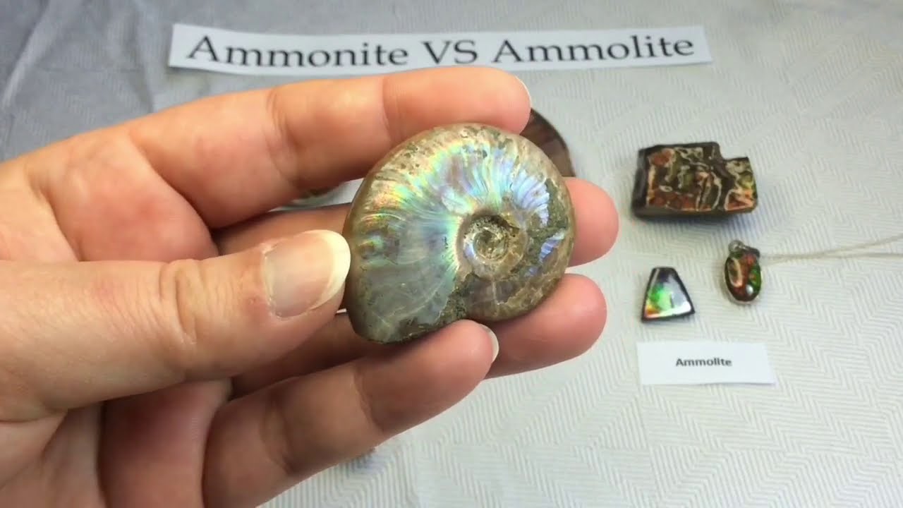 Crystal & Mineral Education: AMMONITE V.S. AMMOLITE!