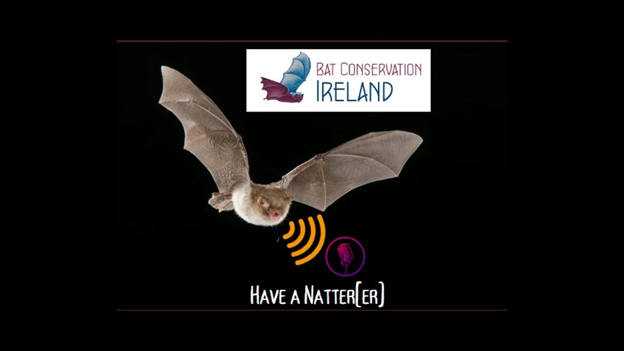 Have a Natter(er) November 2025