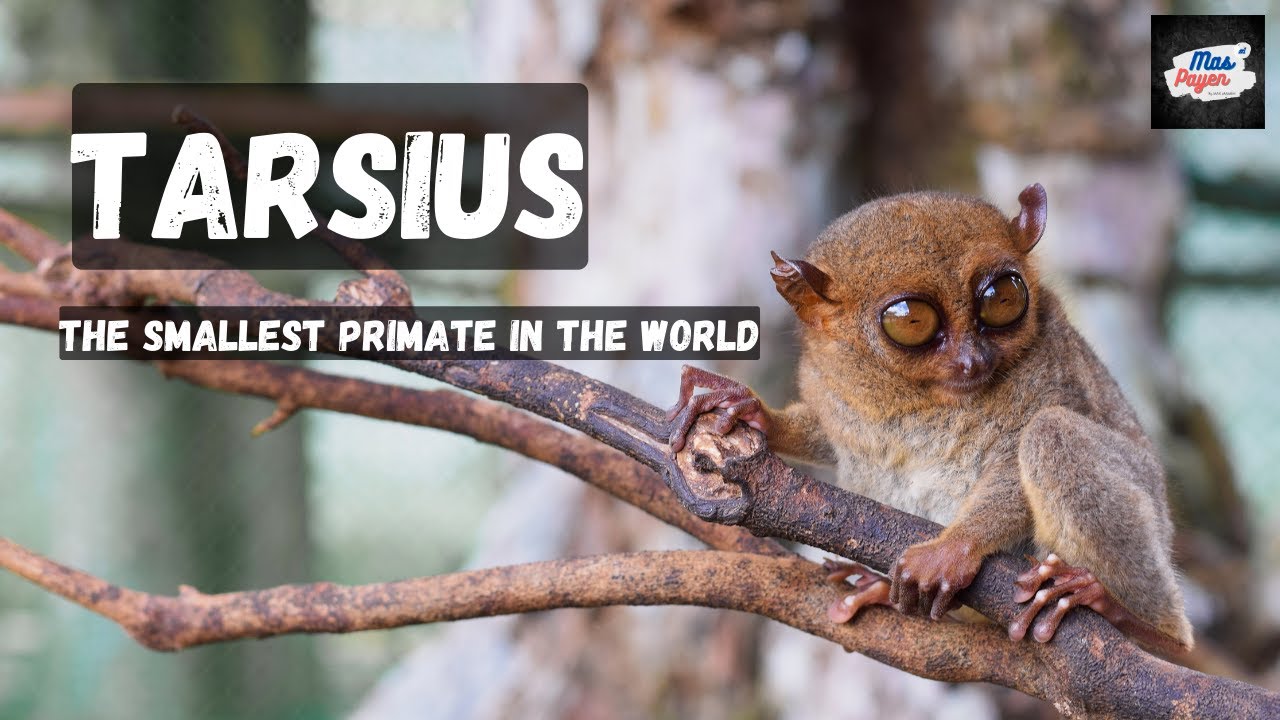 The Smallest Primate in The World - TARSIUS