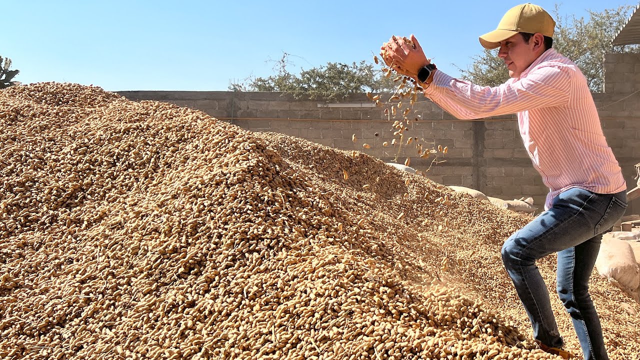 Cacahuate criollo 50 kilos de semilla para sembrar una hectárea y cosechar 2 toneladas